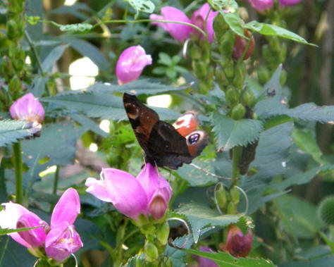 Tuinontwerp vlinder